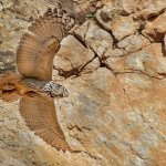 Belediyemiz, Puhu yavruları için Taş Ocağını durdurdu