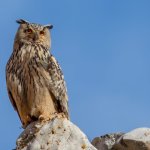Belediyemiz, Puhu yavruları için Taş Ocağını durdurdu