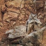 Belediyemiz, Puhu yavruları için Taş Ocağını durdurdu