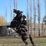 Çorum Tarihinin En Büyük Atlı Etkinliği