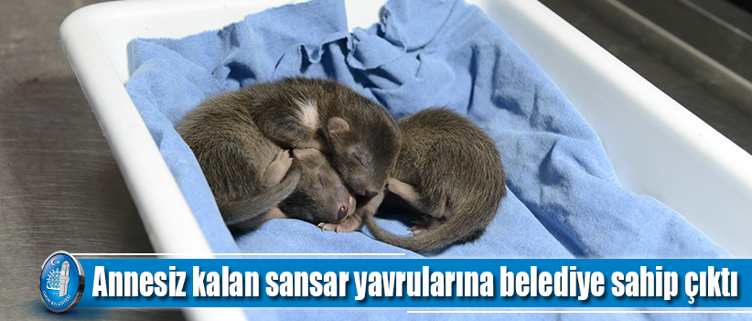 Annesiz kalan sansar yavrularına belediye sahip çıktı