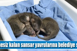 Annesiz kalan sansar yavrularına belediye sahip çıktı