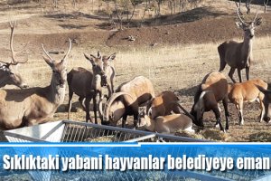 Sıklıktaki yabani hayvanlar belediyeye emanet