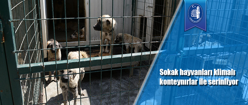 Sokak hayvanları klimalı konteynırlar ile serinliyor