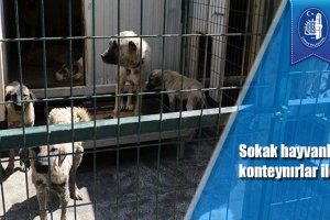 Sokak hayvanları klimalı konteynırlar ile serinliyor