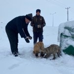 Belediyemiz, sokak hayvanlarını da unutmadı