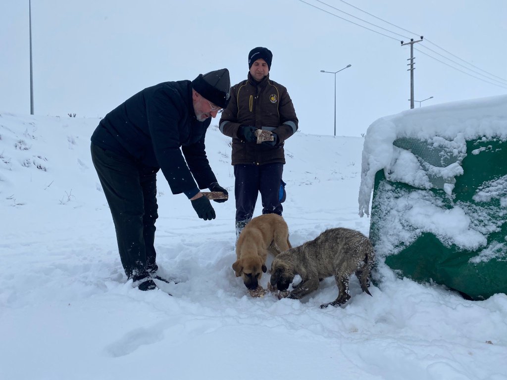 Belediyemiz, sokak hayvanlarını da unutmadı