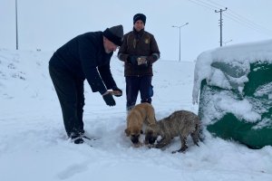 Belediyemiz, sokak hayvanlarını da unutmadı