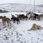 Belediyemiz hayvan dostlarıyla el ele verdi, doğaya yem bıraktı