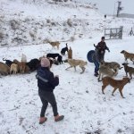 Belediyemiz hayvan dostlarıyla el ele verdi, doğaya yem bıraktı