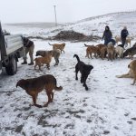 Belediyemiz hayvan dostlarıyla el ele verdi, doğaya yem bıraktı