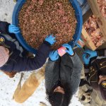 Belediyemiz hayvan dostlarıyla el ele verdi, doğaya yem bıraktı