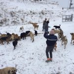 Belediyemiz hayvan dostlarıyla el ele verdi, doğaya yem bıraktı