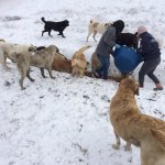 Belediyemiz hayvan dostlarıyla el ele verdi, doğaya yem bıraktı