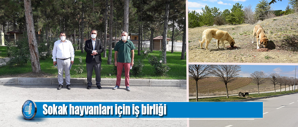 Sokak hayvanları için iş birliği