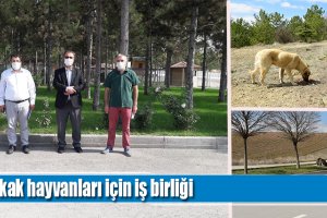 Sokak hayvanları için iş birliği