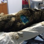 Su kuyusuna düşen köpeğin imdadına Belediyemiz yetişti