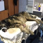 Su kuyusuna düşen köpeğin imdadına Belediyemiz yetişti