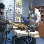 Su kuyusuna düşen köpeğin imdadına Belediyemiz yetişti