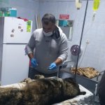 Su kuyusuna düşen köpeğin imdadına Belediyemiz yetişti