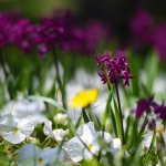 Belediyemiz, Çorum’u 150 bin lale ve sümbülle donatıyor