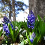 Belediyemiz, Çorum’u 150 bin lale ve sümbülle donatıyor