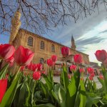 Belediyemiz, Çorum’u 150 bin lale ve sümbülle donatıyor