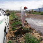 Belediyemizden etkin vektörel mücadele