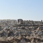 Çorum fidan dikiminde rekor'a koştu