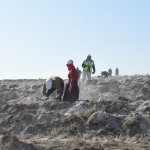Çorum fidan dikiminde rekor'a koştu