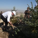 Çorum fidan dikiminde rekor'a koştu