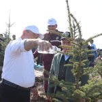 Çorum fidan dikiminde rekor'a koştu