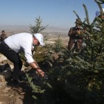 Çorum fidan dikiminde rekor'a koştu