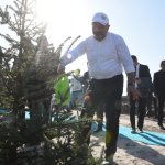 Çorum fidan dikiminde rekor'a koştu