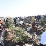 Çorum fidan dikiminde rekor'a koştu