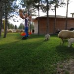 Öğrenciler Evcil Hayvan Parkını gezdi