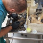 Zifte yapışan yavru köpekler güvenli ellerde