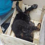 Zifte yapışan yavru köpekler güvenli ellerde