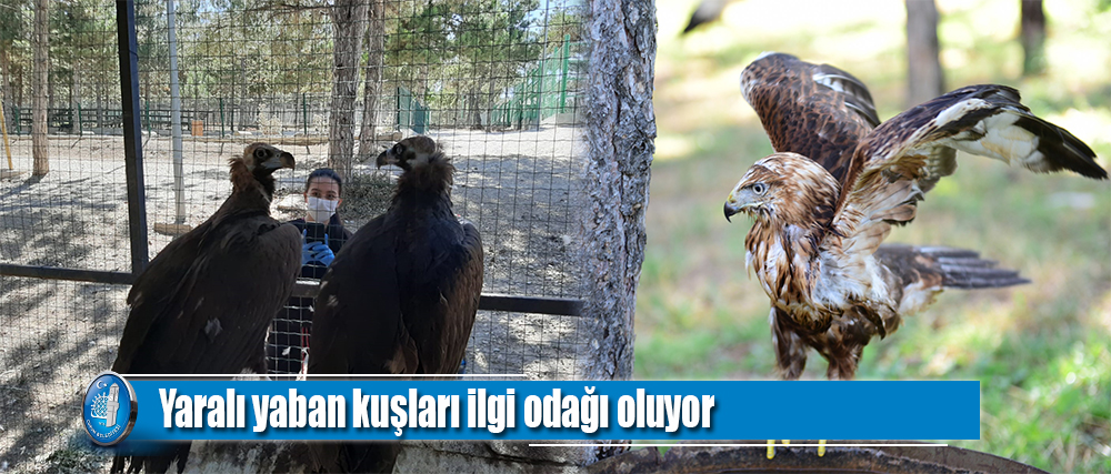 Yaralı yaban kuşları ilgi odağı oluyor
