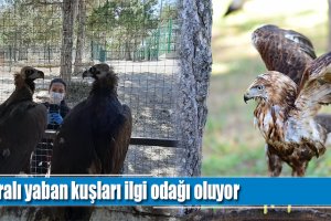 Yaralı yaban kuşları ilgi odağı oluyor