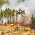 Belediyemiz ekipleri yangın bölgesinde