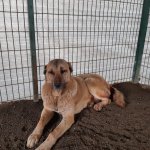 Yaralı köpeğe ilk müdahaleyi Belediye yaptı