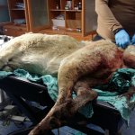 Yaralı köpeğe ilk müdahaleyi Belediye yaptı