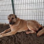 Yaralı köpeğe ilk müdahaleyi Belediye yaptı