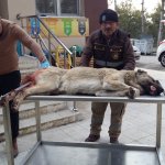 Yaralı köpeğe ilk müdahaleyi Belediye yaptı