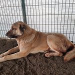 Yaralı köpeğe ilk müdahaleyi Belediye yaptı