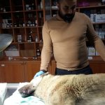 Yaralı köpeğe ilk müdahaleyi Belediye yaptı