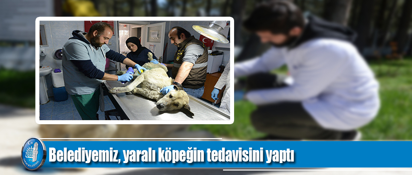 Belediyemiz, yaralı köpeğin tedavisini yaptı