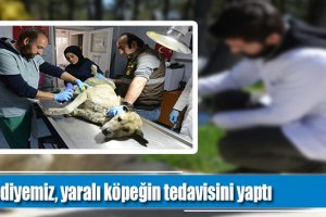 Belediyemiz, yaralı köpeğin tedavisini yaptı