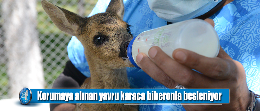 Korumaya alınan yavru karaca biberonla besleniyor